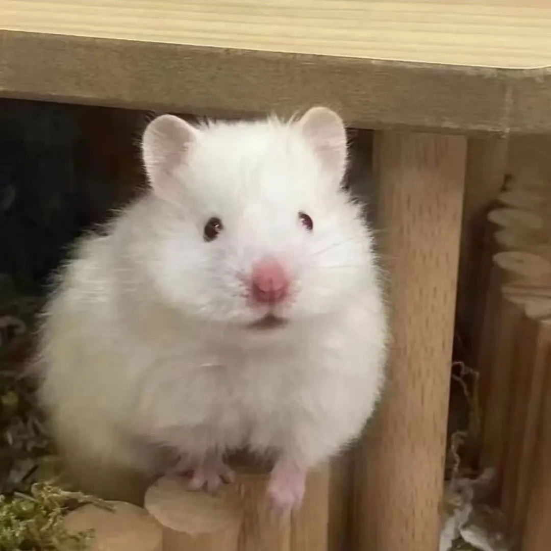 家养长毛卷毛可爱金丝熊买一赠一只，一售后，任意一只意外不售后