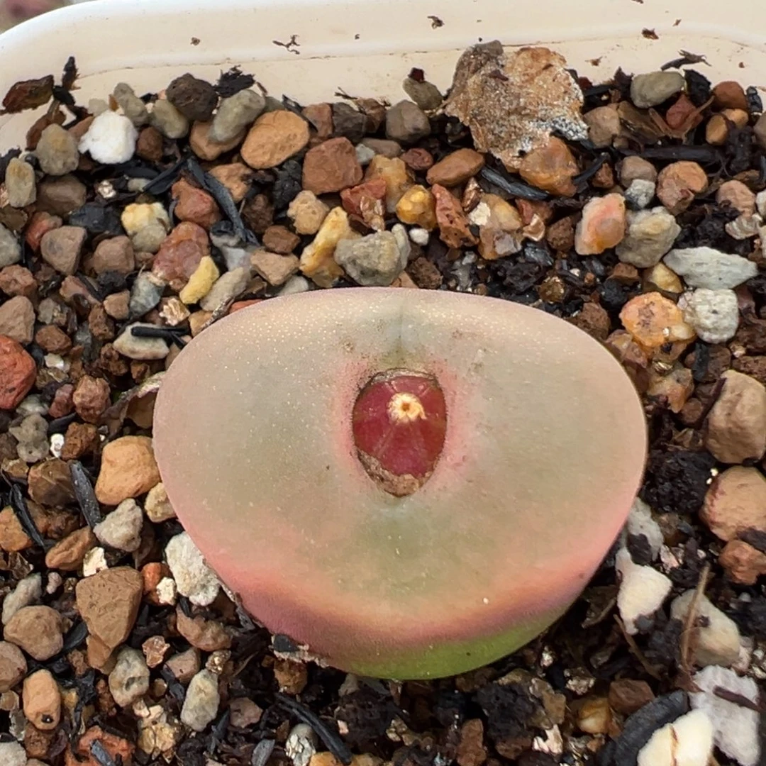 117多肉植物百科植物