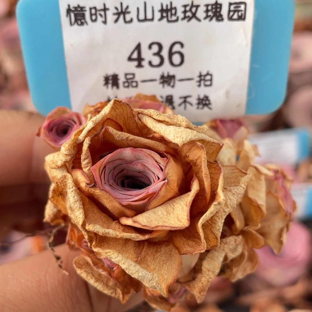 山地玫瑰436断枝不包损不售后