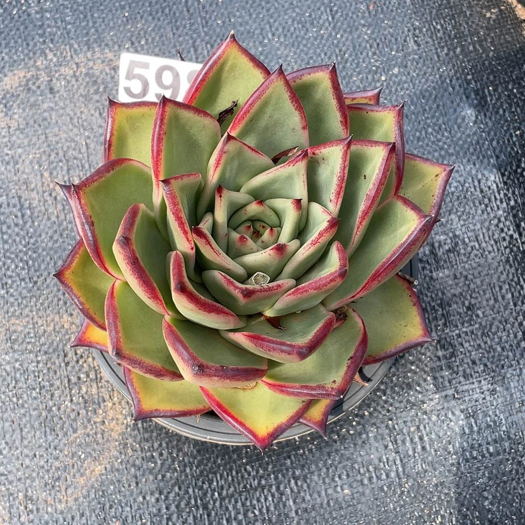 若如东云组拍598