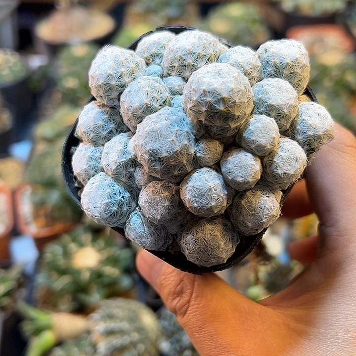 姬春心带盆6公分发货