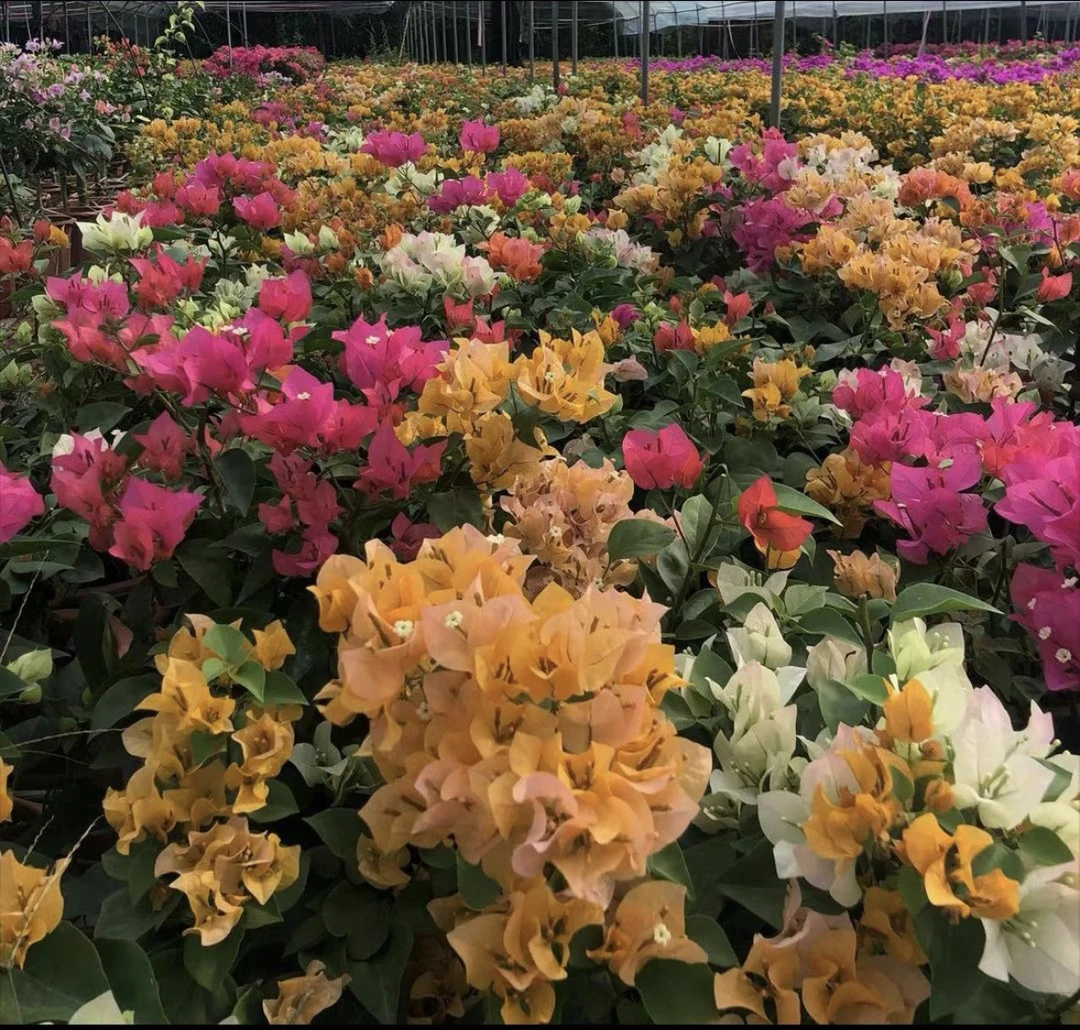 【一物一拍】三角梅花卉勤花四季开花基地直发