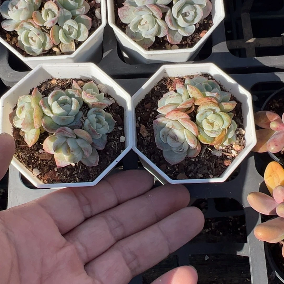 胖虎群一颗量拍多肉满18元包邮下午发货