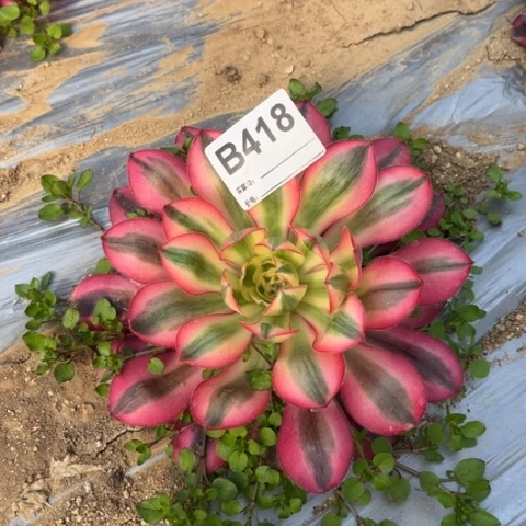 多肉植物爱丽斯锦