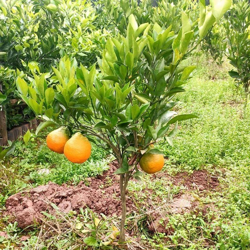 四川耙耙柑树苗春见果树嫁接苗丑柑丑八怪果苗粑粑柑柑橘苗桔子树