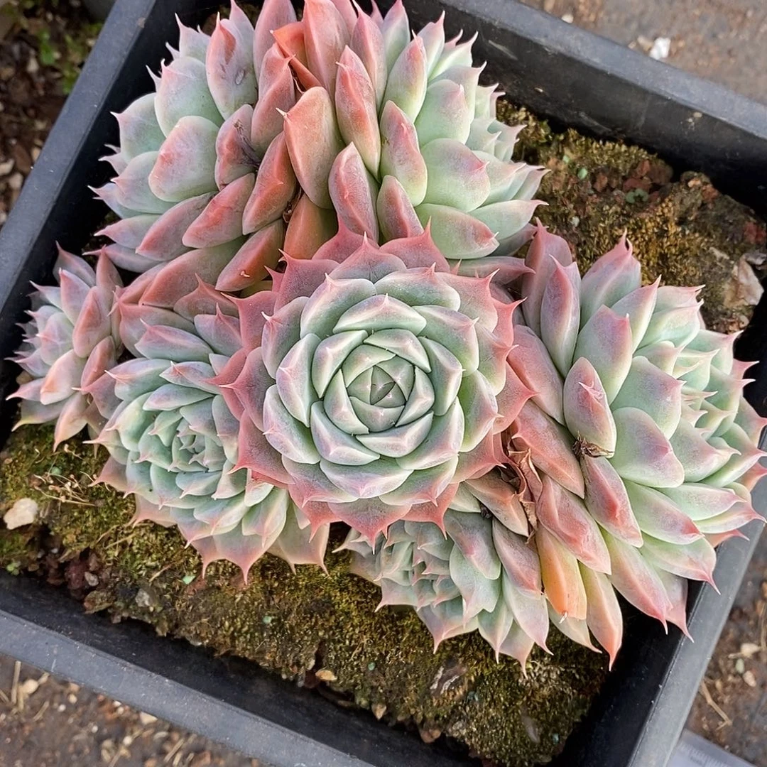 3410杂交老桩基地～15厘米