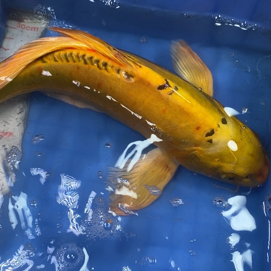 锦鲤冷水锦鲤包邮