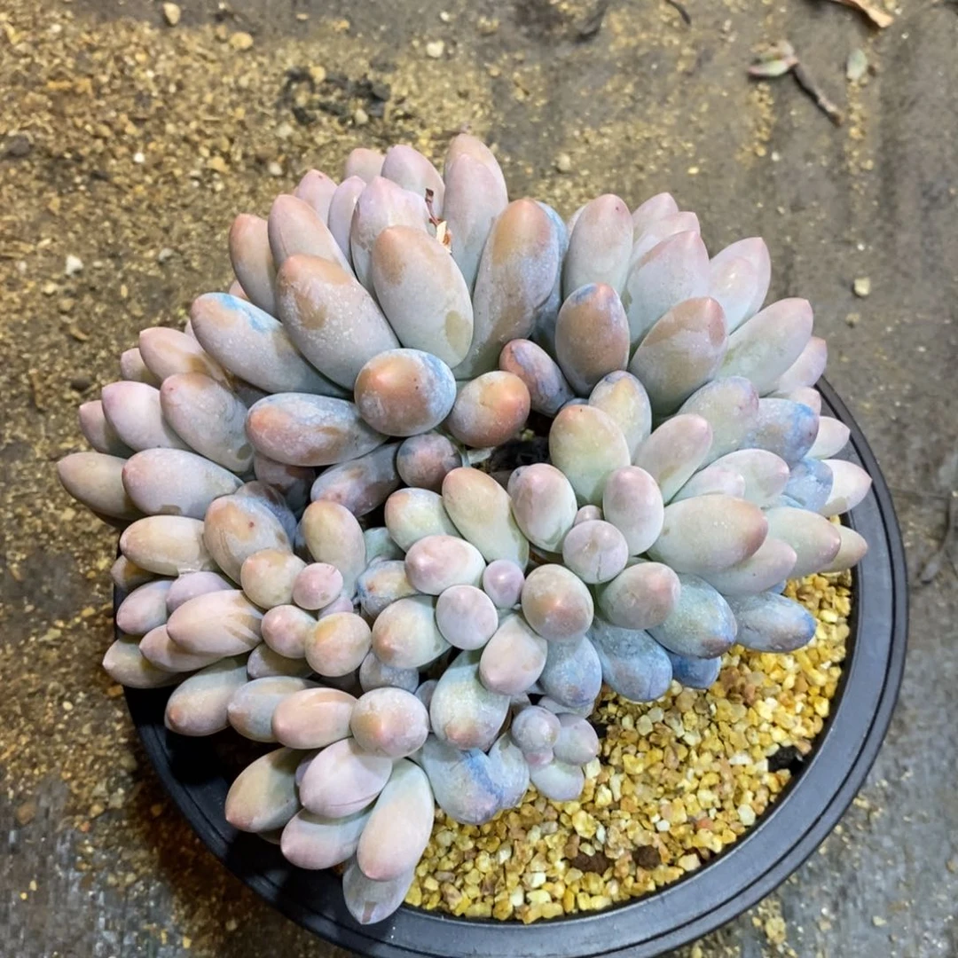 江****s自然群多肉汤圆，123456789