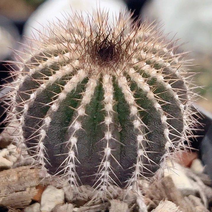 栉刺尤伯球实生仙人球