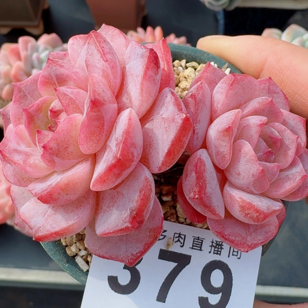 冰魄      愿你一路坦途，乘风破浪展宏图