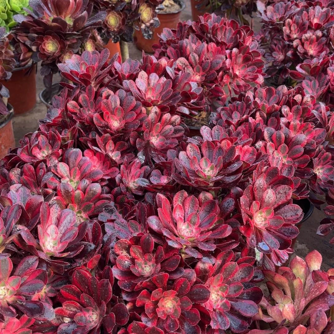 香奈儿绣球9.9法师多肉嫩