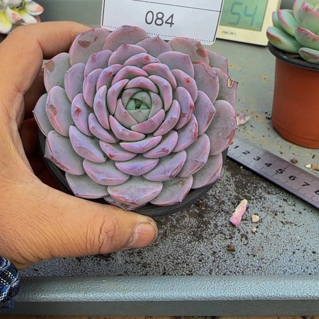 084恩宠多肉单头9cm