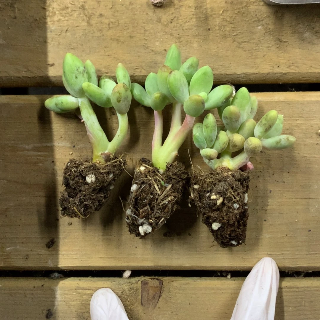 芒果奶酪多肉3颗特价无售后