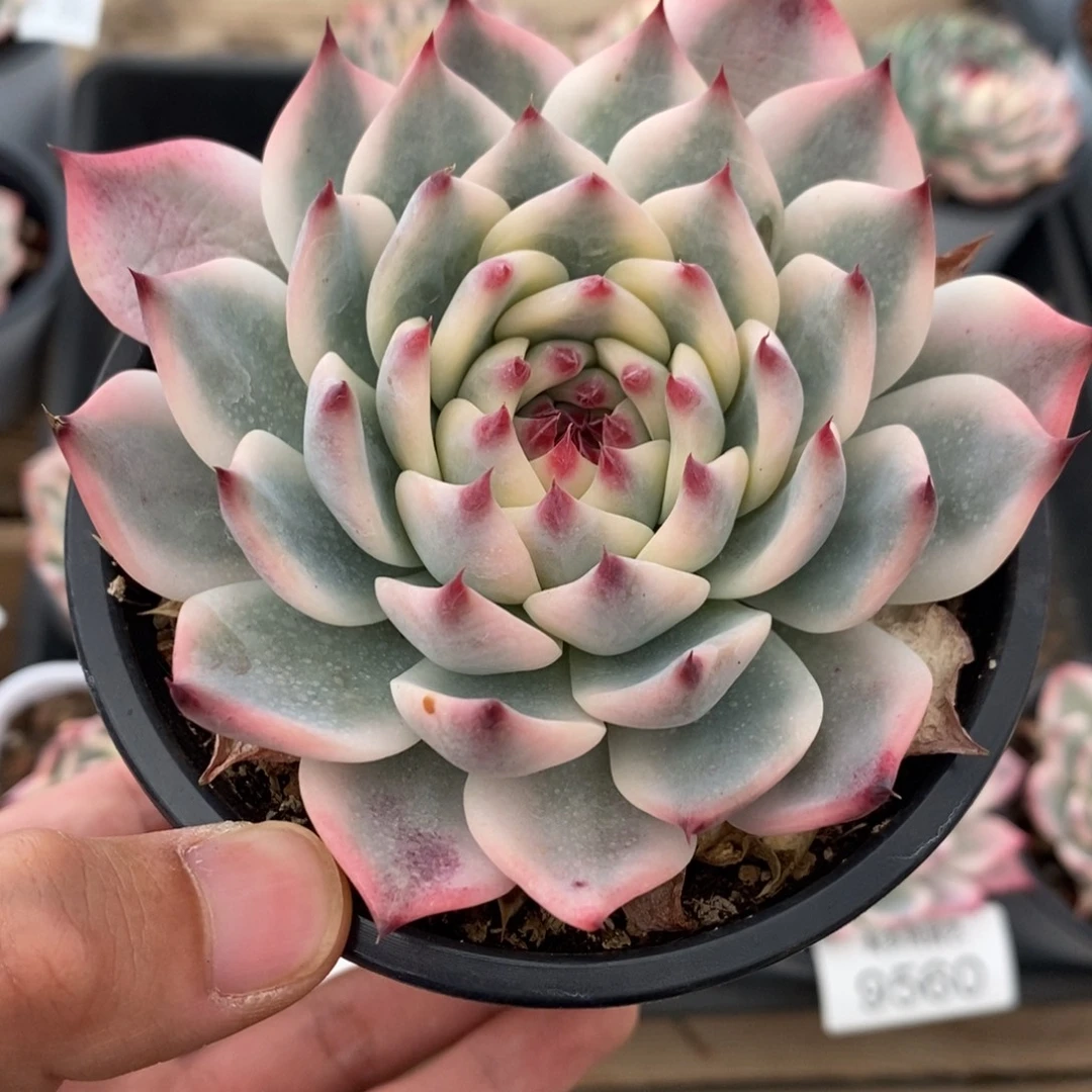 吉娃娃锦多肉植物9563