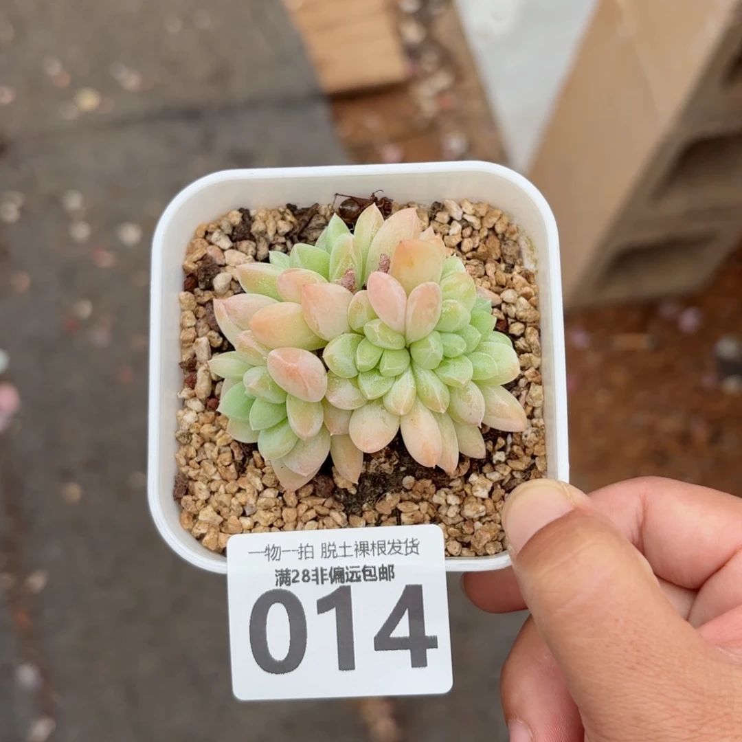 阮玲玉老桩无盆土发货
