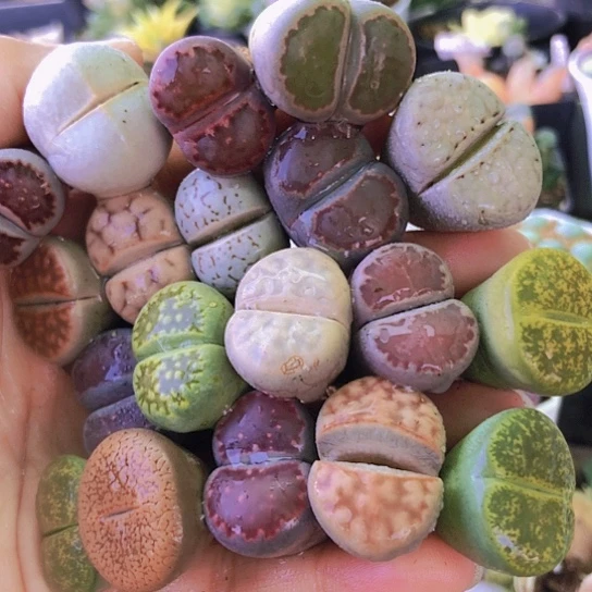 无花朵1306，2厘米以上19颗