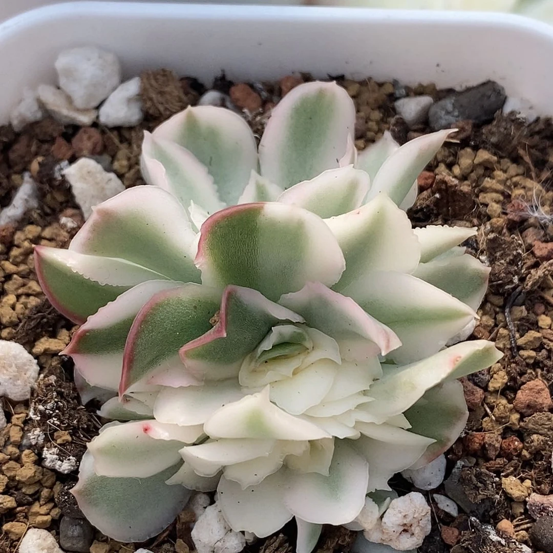 紫蝴蝶锦 小方花圃一物一拍