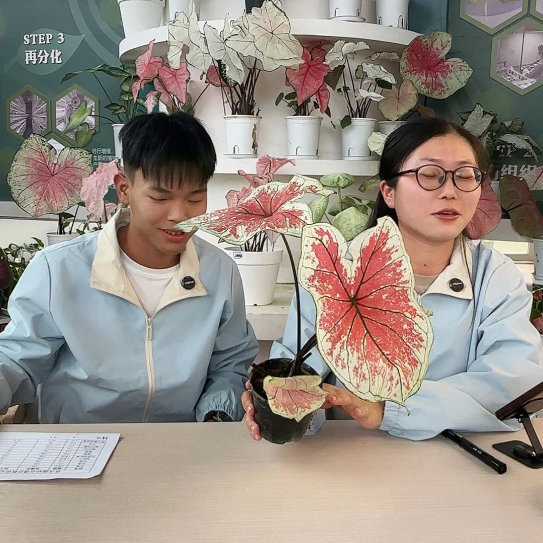 完全开放B4桃之夭夭不包叶损不包球