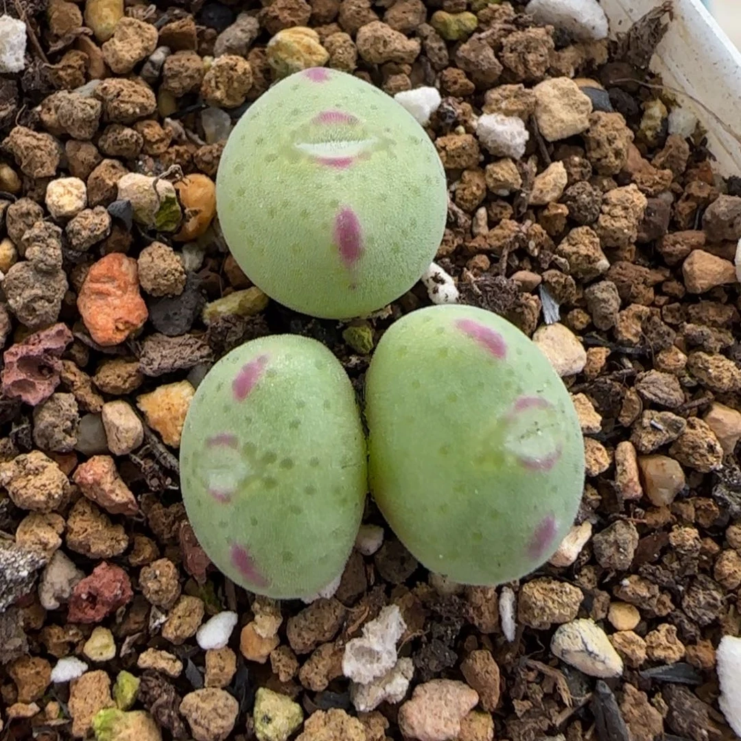 12.30。      梅春玉。    2029