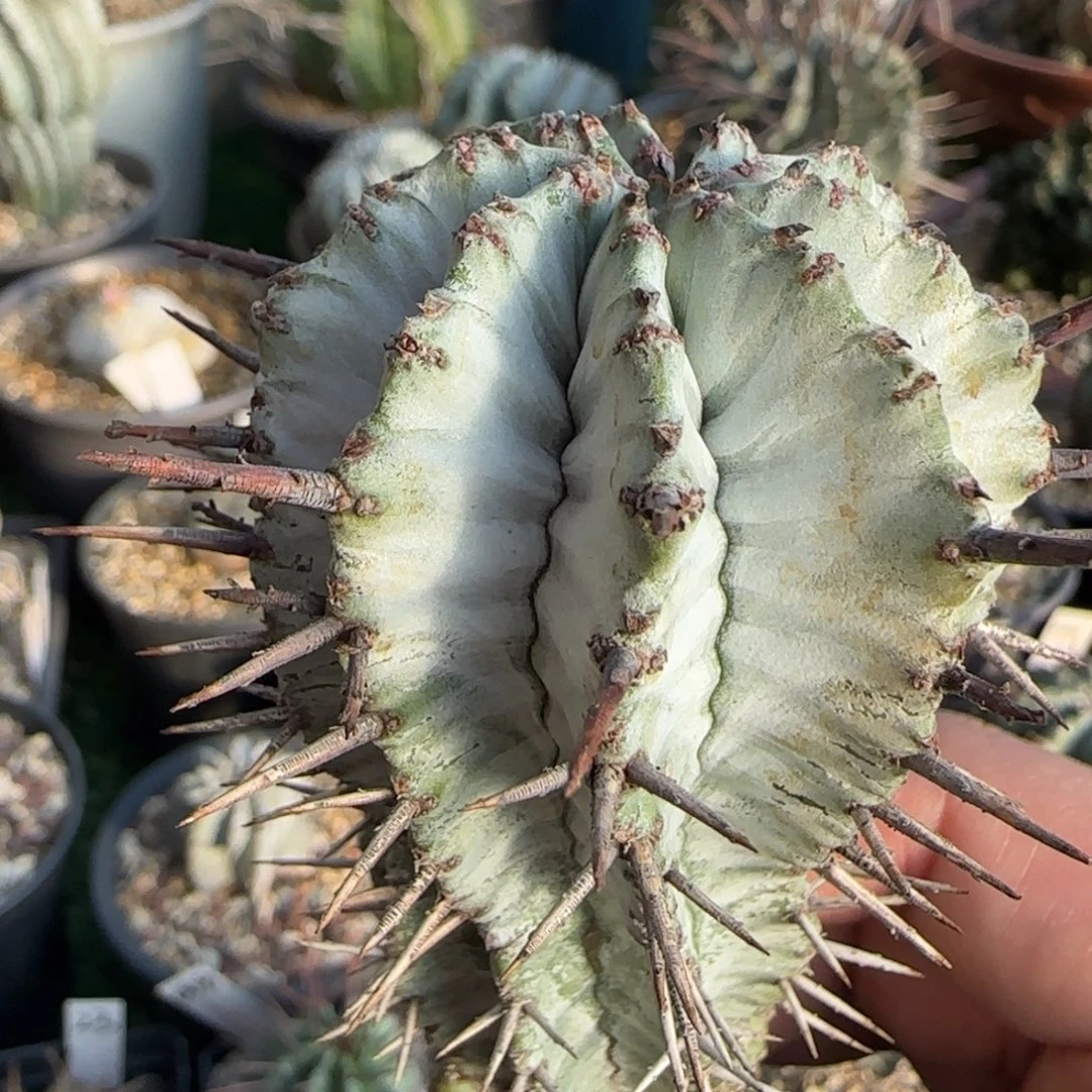 19白衣魁伟玉 仙人球