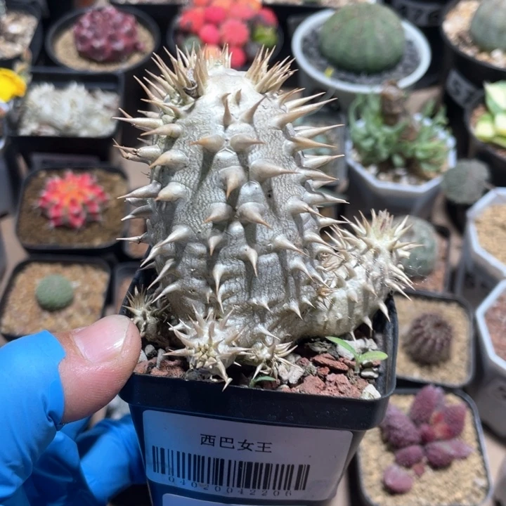 630西巴女王块根