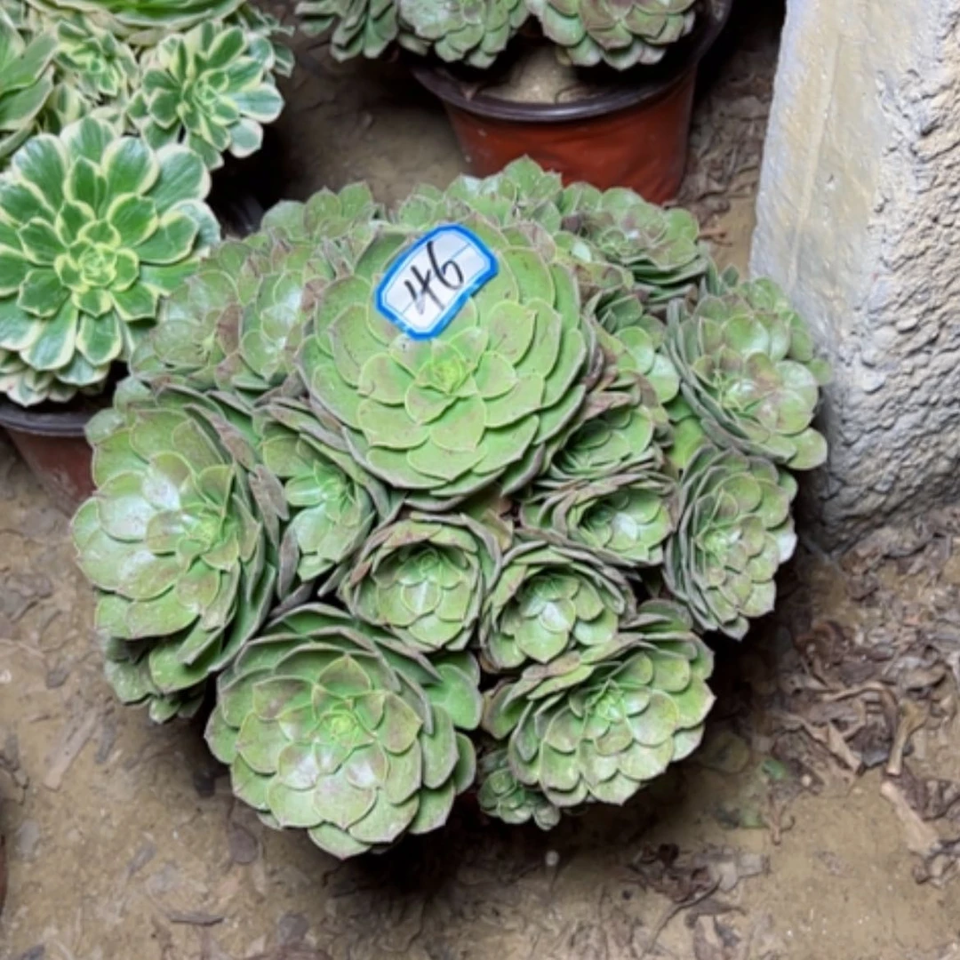 【闪购商品】万圣节46