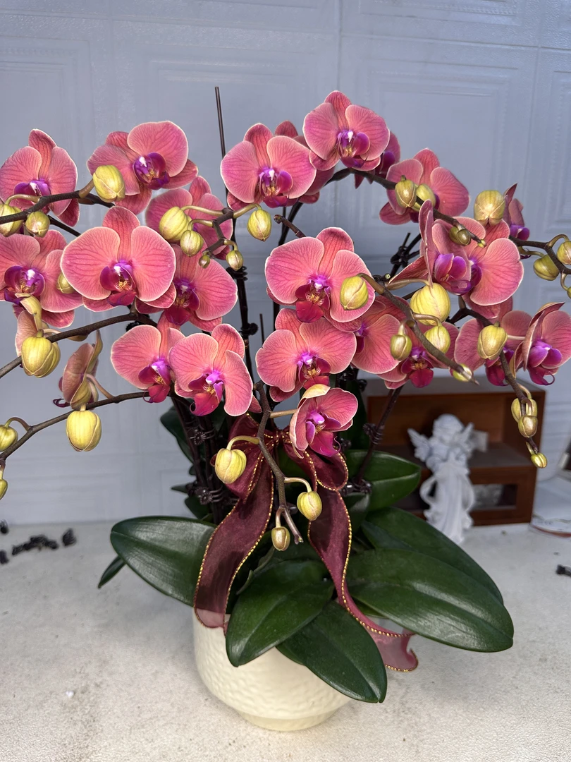 花悦里【聚宝橘子】爱马仕橙色蜡质花 广州花卉源头基地5-10