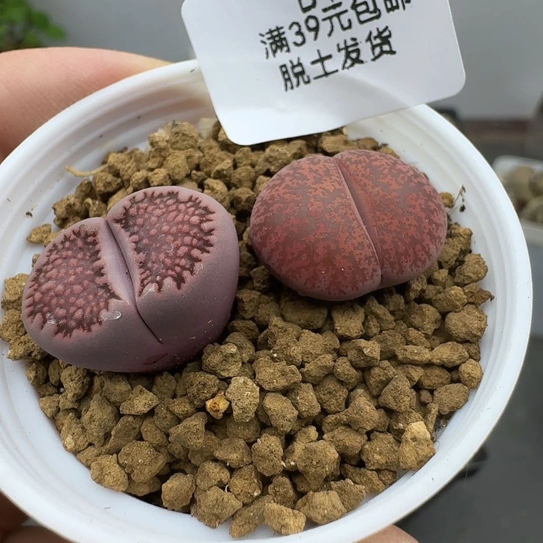 暴*美419哈哈哈哈哈哈哈哈