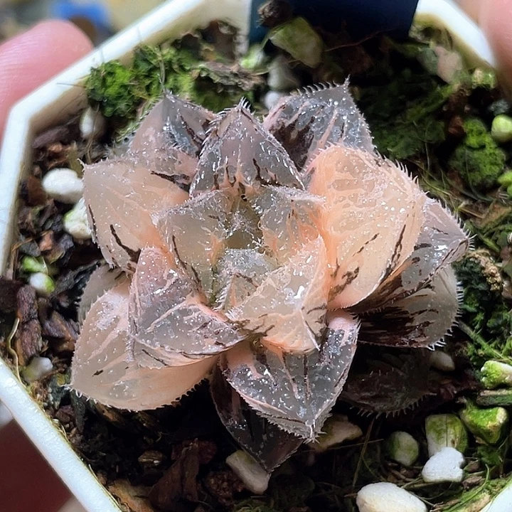 860完美粉黛錦一物一拍