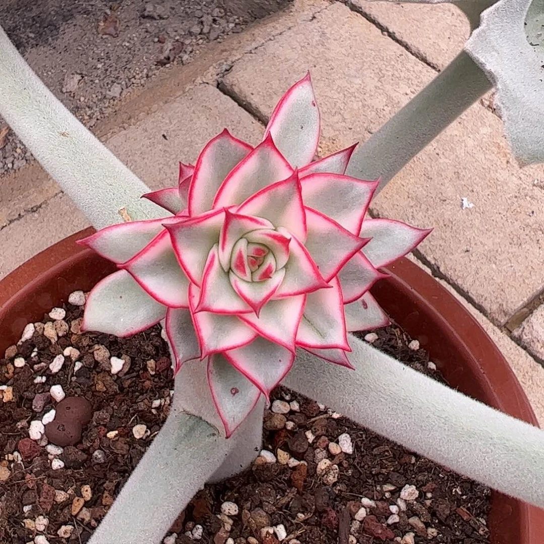 吉赛尔锦 有侧芽 婕宝一物一拍