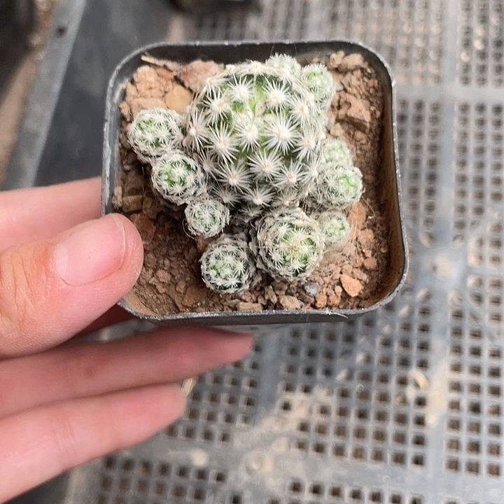 371仙人球开花植物