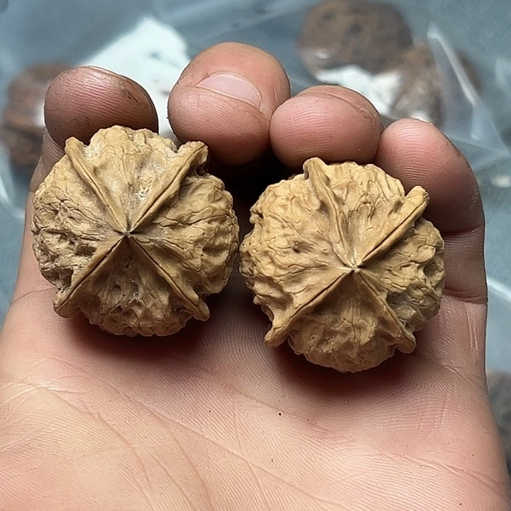 核桃62号四棱37尺