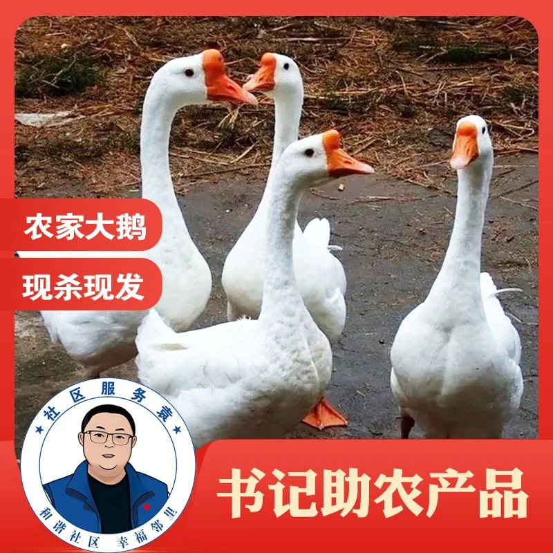 【书记助农】大塘放养新鲜大鹅现杀整只农村散养