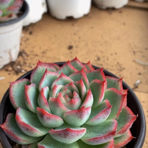 粉水晶。