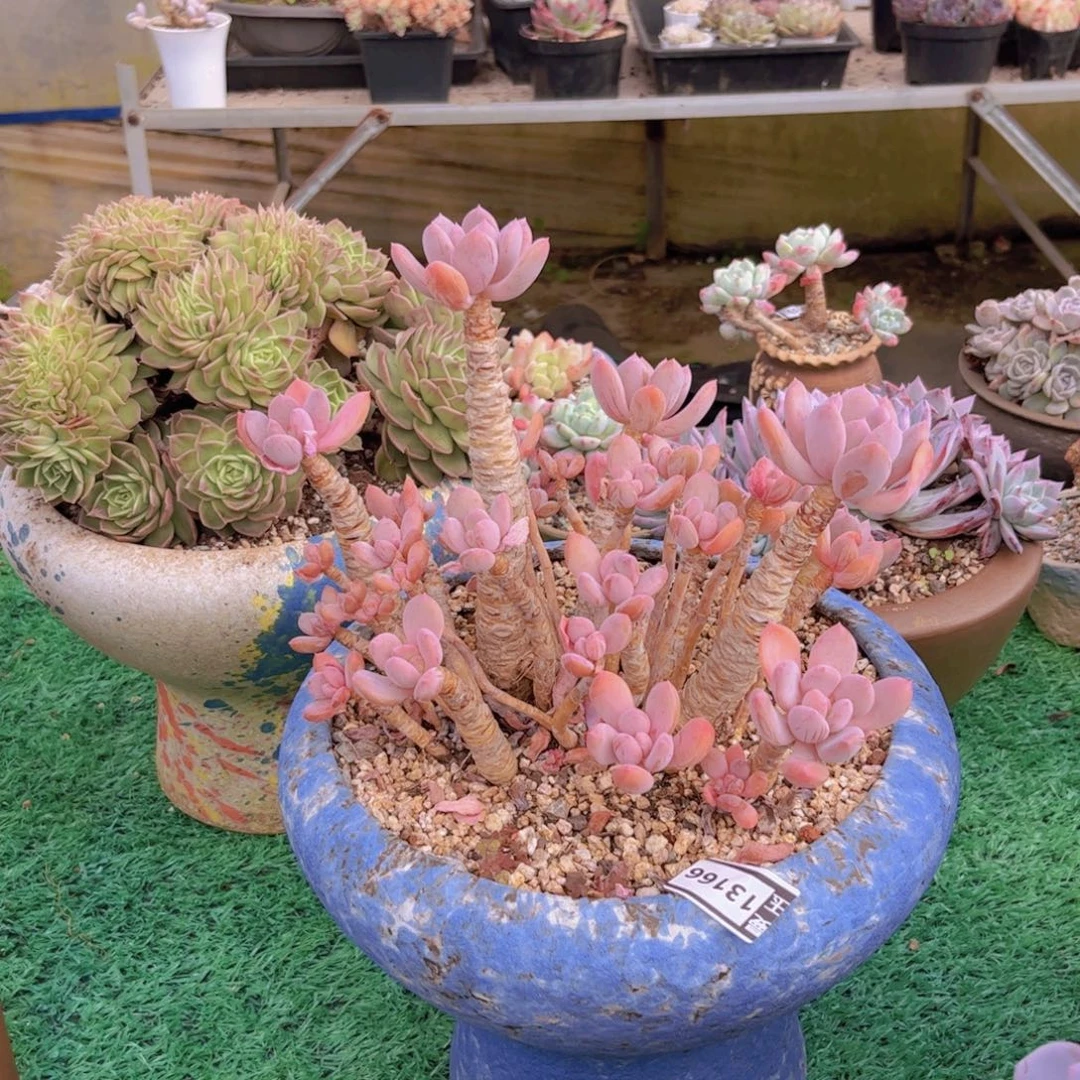海***风灰姑凉多肉植物13166