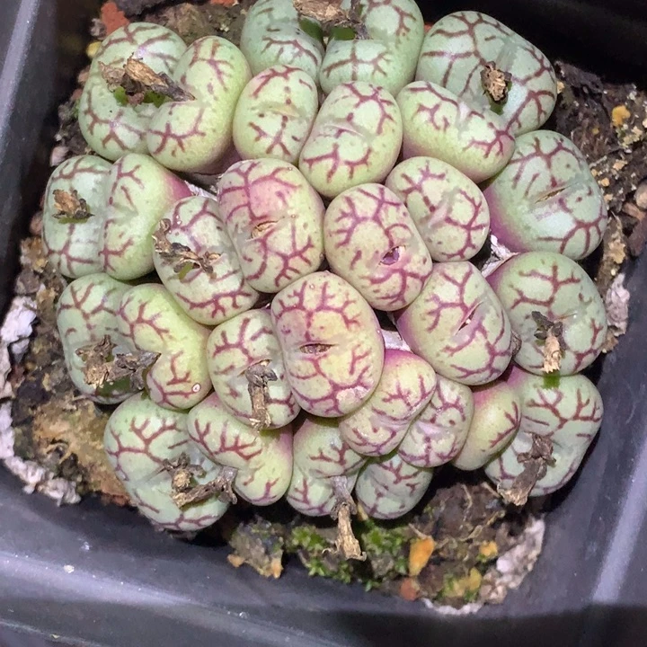 不****情精品多肉植物大战僵尸先生