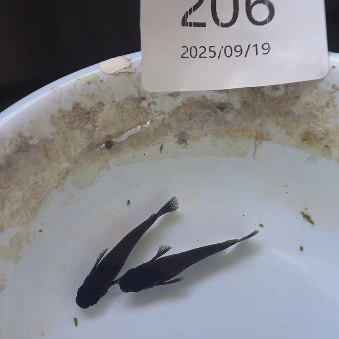 青鳉206飞梦大蛇一对