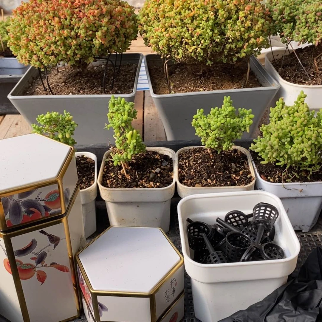 枝干番杏蜜桔糖球346福利