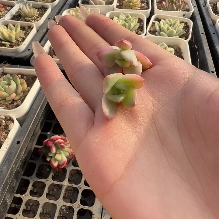 锦*花旦多肉植物一物一拍