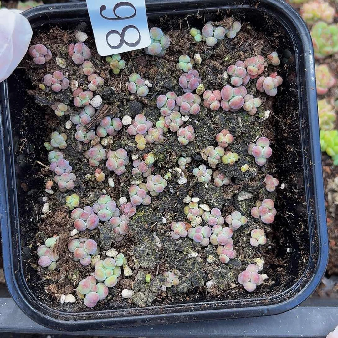 多肉植物多肉植物867