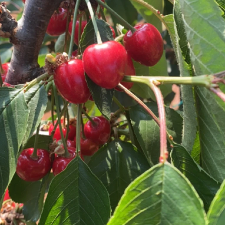 大连樱桃沙蜜豆4.5斤顺丰包邮