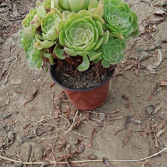 万圣节加急发货23