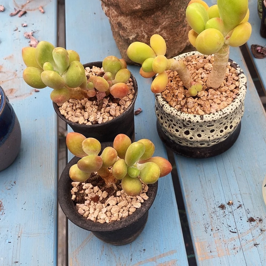 秦****）漂亮多肉不退不换