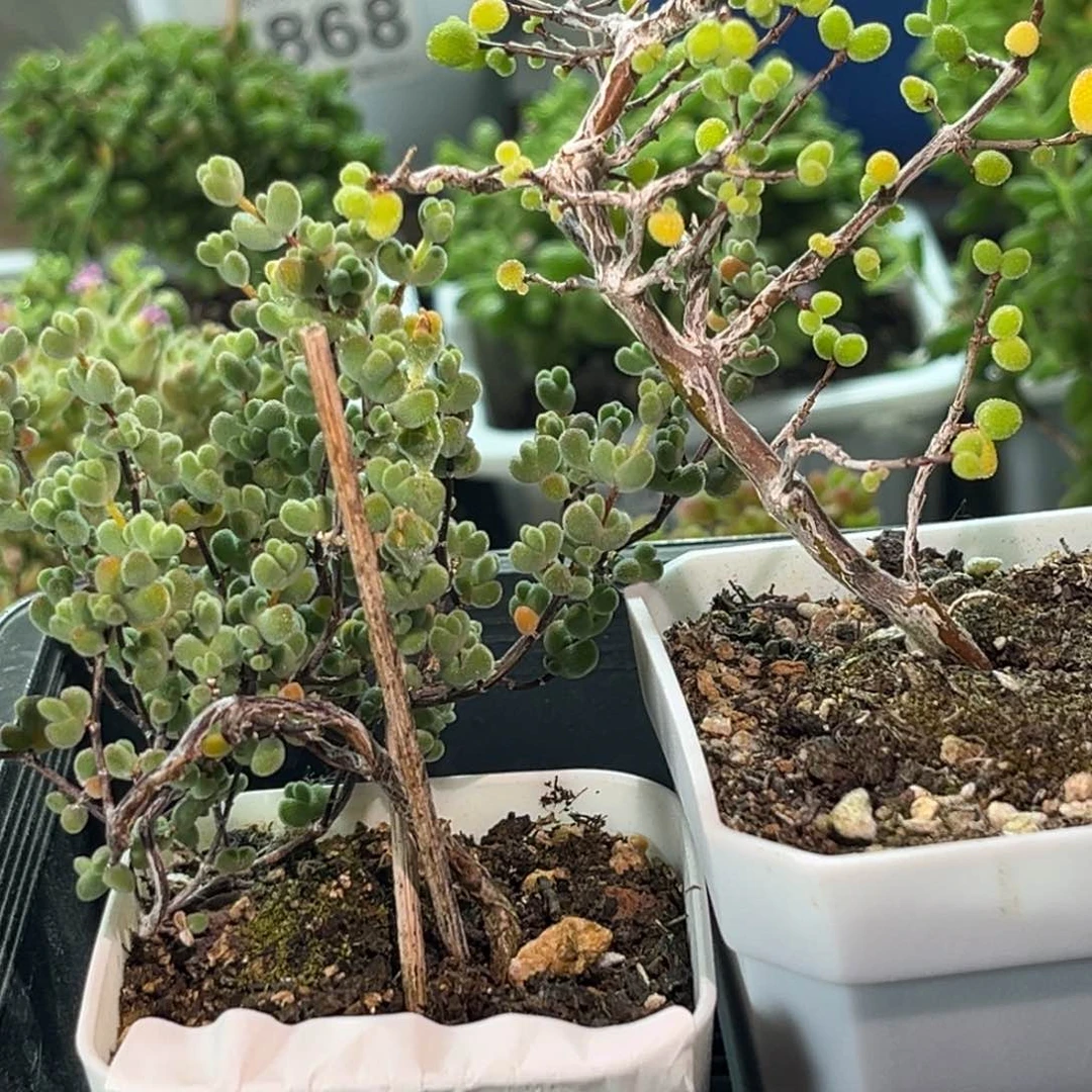 小*莱斯糖球 508。