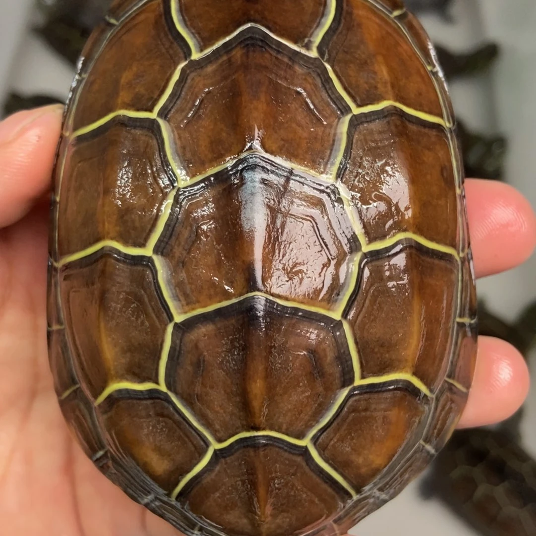 中华草龟公母搭配