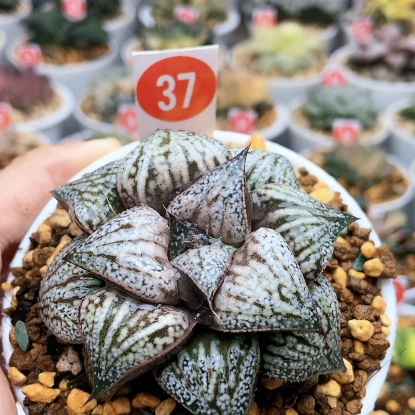 【闪购商品】37花魁