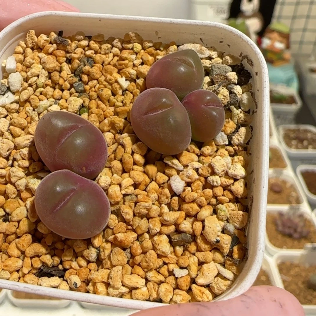 肉锥多肉植物组合-短毛翠滴1018