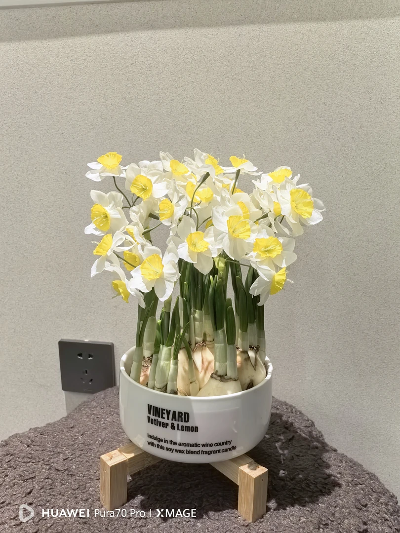 水仙花漳州正宗北欧风格简约白色陶瓷盆木质底座室内阳台