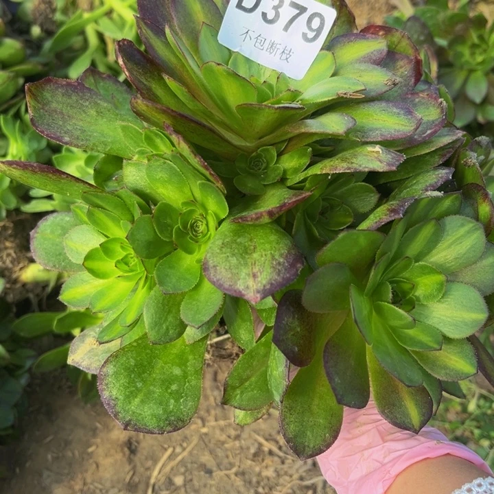 379抹茶多肉法师不包断枝