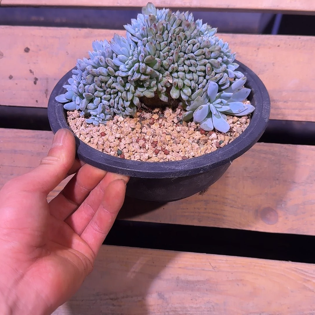 星影树缀无砍多肉